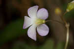 Violet woodsorrel